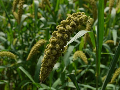 Setaria italica