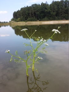 Water Dropwort