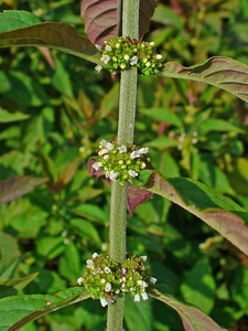 Bugleweed