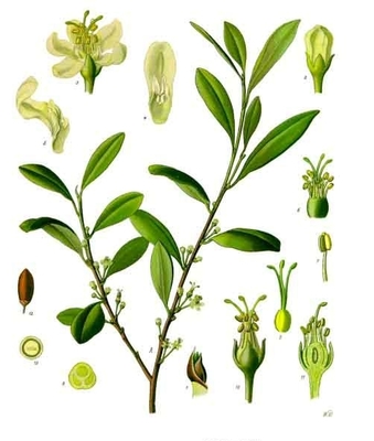 Erythroxylum coca