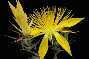 Manyflowered Mentzelia