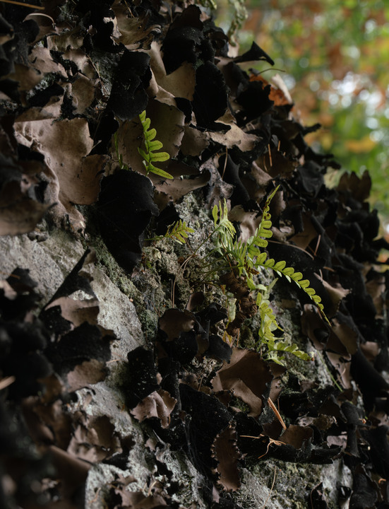 Pleasant observations from a good hike in the White Mountains, New Hampshire, USA:

+ Calligrapher fly (toxomerus)
+ Digging bees (anthophorini)
+ Jack in the pulpit (arisaema triphyllum)
+ Coral tooth fungus 
+ Rock tripe lichen
+ Yellow fairy cups
+ Wolf's milk (lycogala epidendrum)
+ Cucumber root (medeola virginiana)
+ Honey mushrooms
+ Oakmoss
+ Beard lichen
+ Shield lichen
+ Sphagnum moss
+ Waxcaps
+ Bunchberry
+ Marsh St. John's wart
+ White coral fungus
+ Scalycaps(pholiota) 
+ Three-way sedge