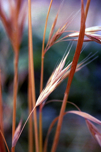 Californian Brome