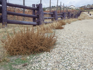 Prostrate Pigweed