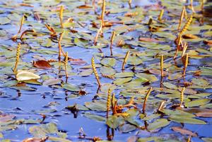 Broad-Leaved Pondweed