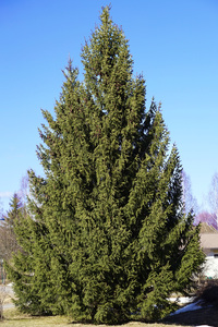 Norway Spruce