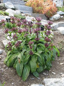 Gentiana pannonica