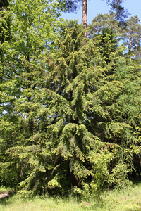 Carolina Hemlock