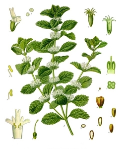 White Horehound