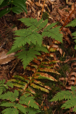 Gymnocarpium dryopteris