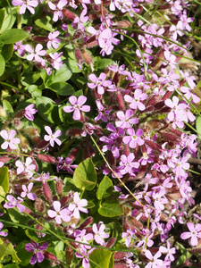 Tumbling Ted Rock Soapwort