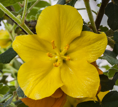 Fremontodendron californicum