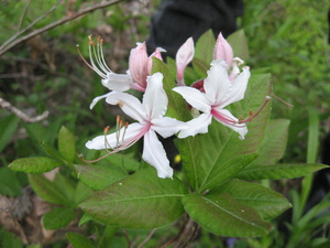 Pink azalea