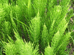 Field Horsetail