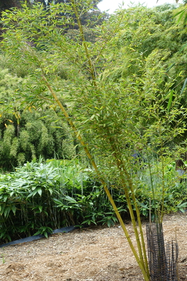 Phyllostachys sulphurea