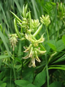 Milk Vetch