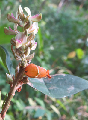 Flemingia macrophylla