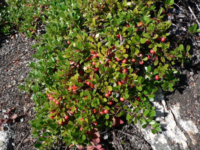 Arctostaphylos uva-ursi