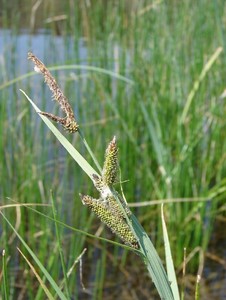 Nebraska sedge