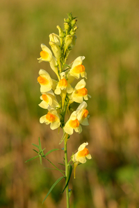 Yellow Toadflax