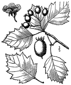 Big-Fruit Hawthorn