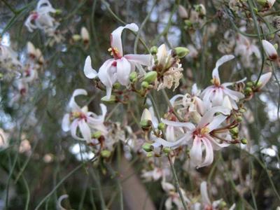 Moringa peregrina