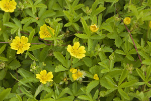 Cinquefoil