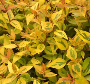 Abelia x grandiflora. 'Kaleidoscope'