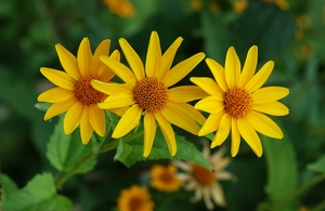 False sunflower