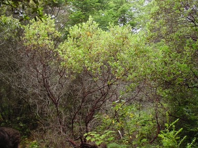 Arctostaphylos columbiana