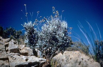 Parthenium argentatum