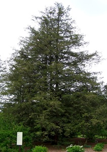 Sawara cypress