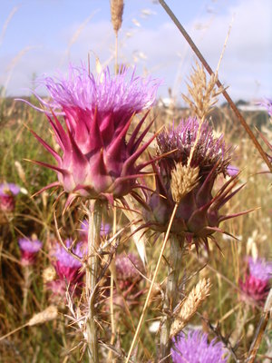 Cynara cardunculus