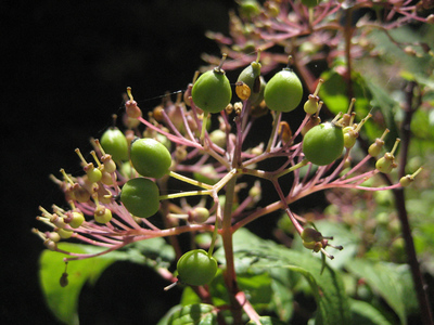 Cornus sessilis