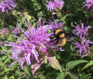 Wild Bergamot/Bee Balm "Oregano de la Sierra" - Monarda fistulosa