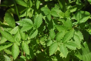 Hairy Agrimony