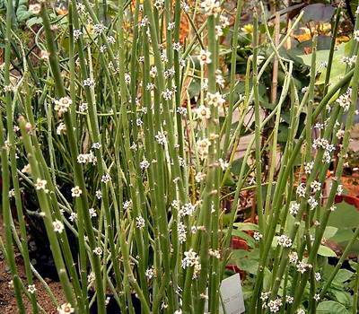 Euphorbia antisyphilitica