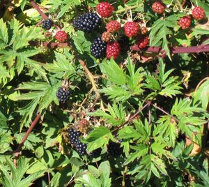 Oregon Cut-Leaf Blackberry