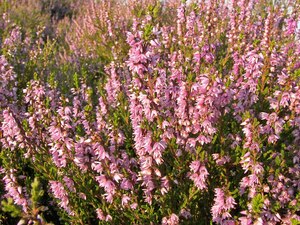 Scotch heather