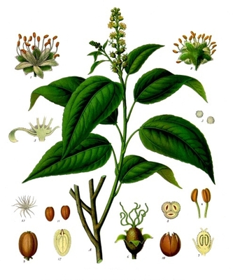 Croton tiglium