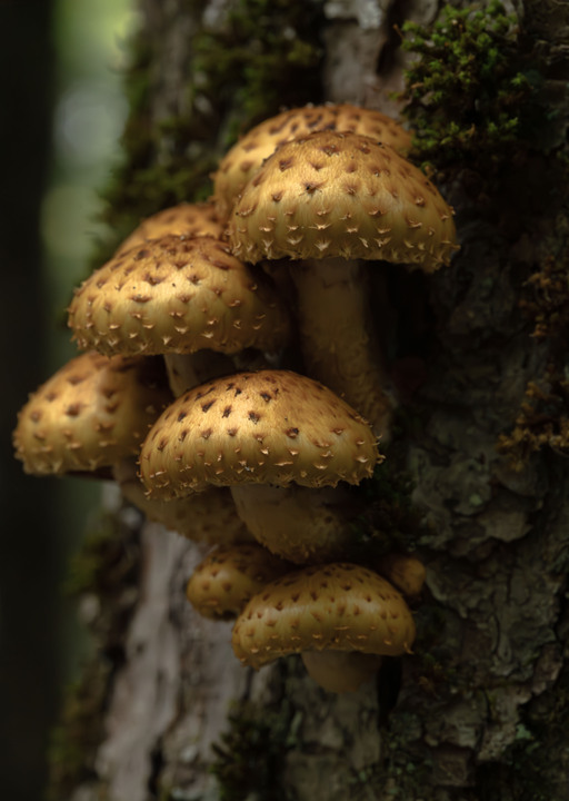 Pleasant observations from a good hike in the White Mountains, New Hampshire, USA:

+ Calligrapher fly (toxomerus)
+ Digging bees (anthophorini)
+ Jack in the pulpit (arisaema triphyllum)
+ Coral tooth fungus 
+ Rock tripe lichen
+ Yellow fairy cups
+ Wolf's milk (lycogala epidendrum)
+ Cucumber root (medeola virginiana)
+ Honey mushrooms
+ Oakmoss
+ Beard lichen
+ Shield lichen
+ Sphagnum moss
+ Waxcaps
+ Bunchberry
+ Marsh St. John's wart
+ White coral fungus
+ Scalycaps(pholiota) 
+ Three-way sedge