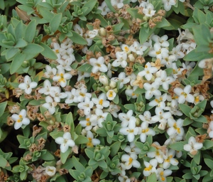 Pimelea prostrata