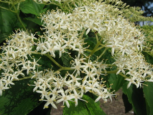 Large-Leaf Dogwood