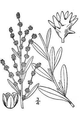 Atriplex nuttallii