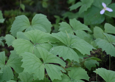 Achlys triphylla