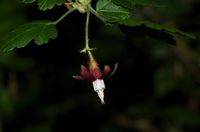 Ribes menziesii