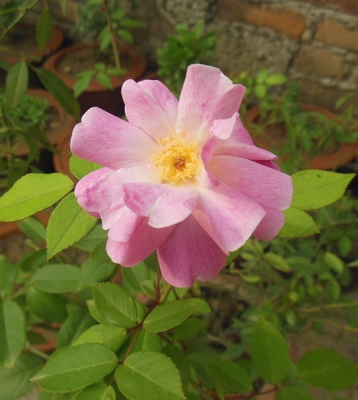 Rosa rubiginosa