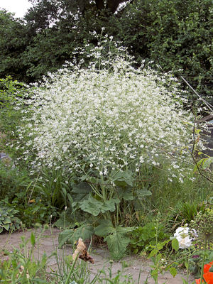 Crambe cordifolia