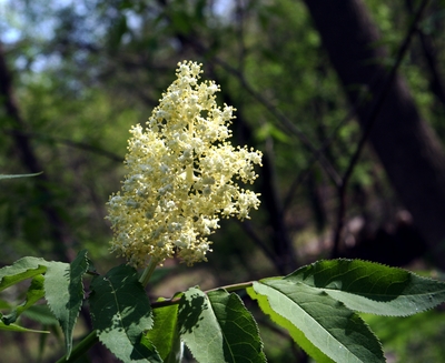 Sambucus pubens