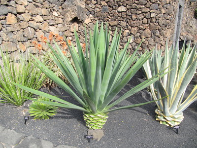 Agave fourcroydes